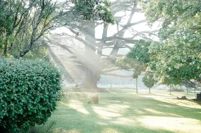 Jardin de l'établissement La Loge du Grand Cèdre, chambre d'hôtes SoCosy