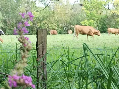 Animaux dans l'appartement ou à proximité