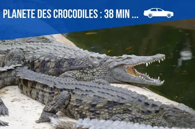 Animaux dans l'appartement ou à proximité