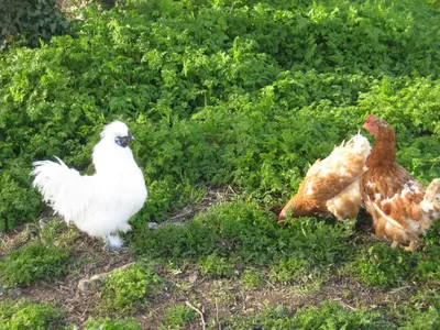 Animaux dans le B&B/chambre d'hôtes ou à proximité