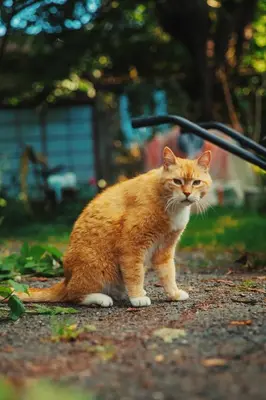 Animal ou animaux domestique(s) séjournant avec des clients dans l'établissement Le Couvent