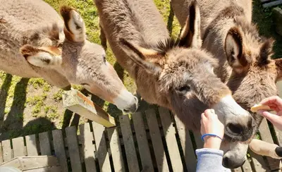 Animaux dans le camping ou à proximité