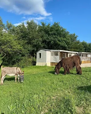 Animaux dans le camping ou à proximité