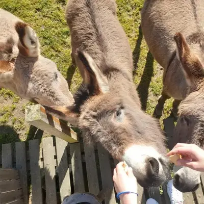 Camping de la ferme aux ânesses