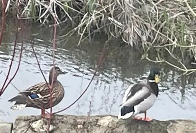 Animaux dans le B&B/chambre d'hôtes ou à proximité