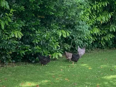 Animaux dans la maison de vacances ou à proximité