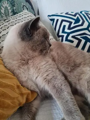 Animal ou animaux domestique(s) séjournant avec des clients dans l'établissement Maison de Campagne cosy