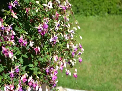 Jardin de l'établissement Holiday Home in Loubigné with Pool & Terrace