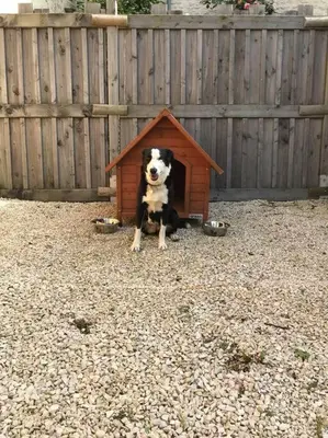 Animal ou animaux domestique(s) séjournant avec des clients dans l'établissement Gîte du Rossignol à 5 minutes du Château de la Citardière et à 14 minutes du Château de Bourneau