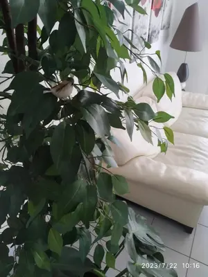 Coin salon dans l'établissement A Poitiers, 2 chambres, très bel appartement de 65 m2