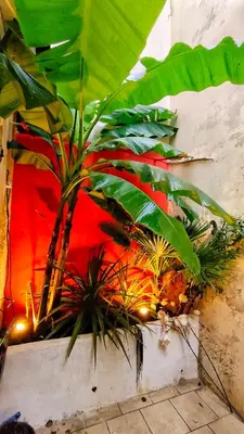 Jardin de l'établissement Votre Escale Jungle Sauna & Spa