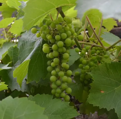 Plan de l'établissement Les Bruyeres Gite