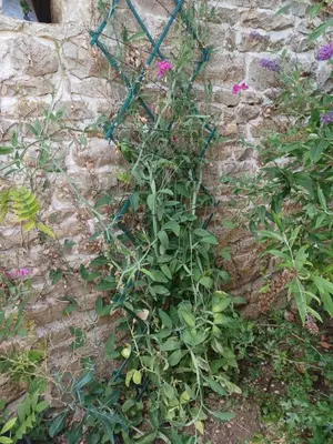 Jardin de l'établissement Honeysuckle Cottage at Gites de la Vienne