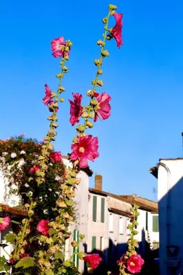 Jardin de l'établissement Joli T2 en centre-ville de Rochefort