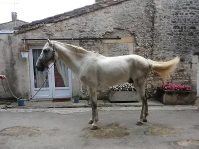 Animaux dans la maison de vacances ou à proximité