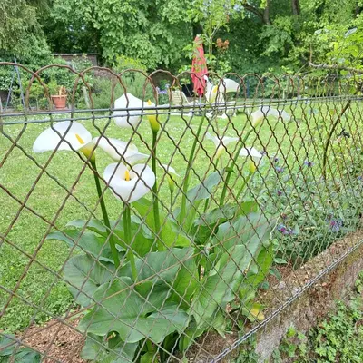 Jardin de l'établissement Maison de Preuillé