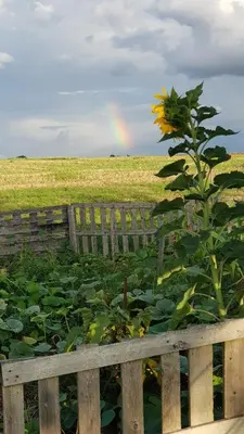 Jardin de l'établissement Camping La Petite Houmée
